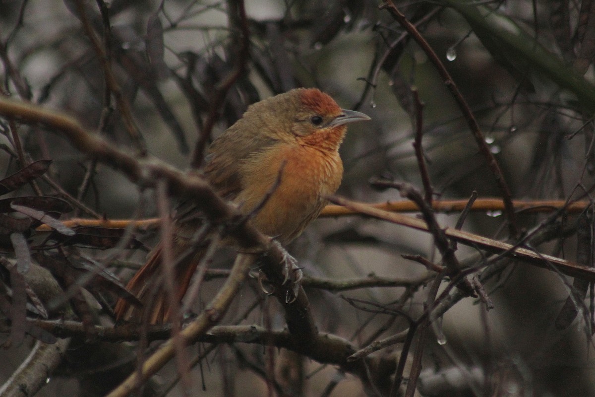 Orange-breasted Thornbird - ML619822029