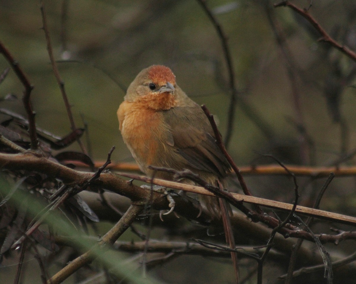 Orange-breasted Thornbird - ML619822030