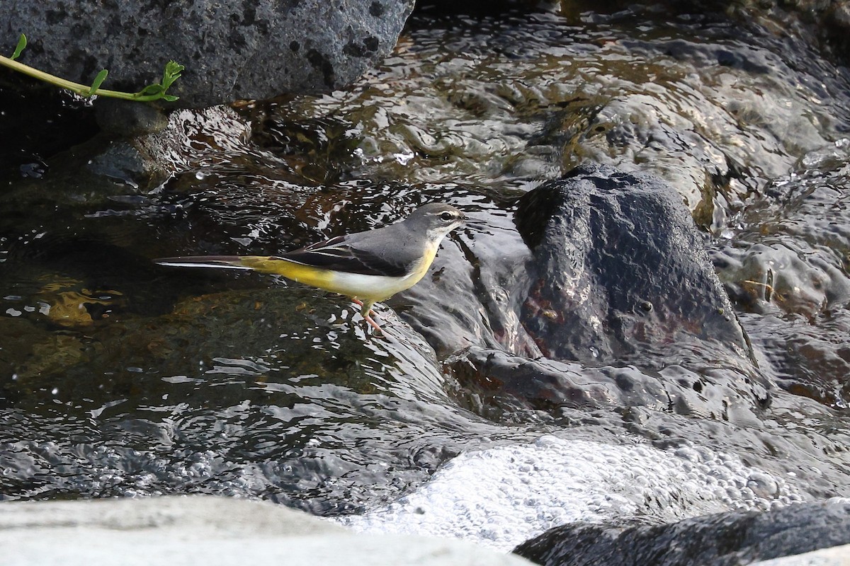 Gray Wagtail - ML619822035