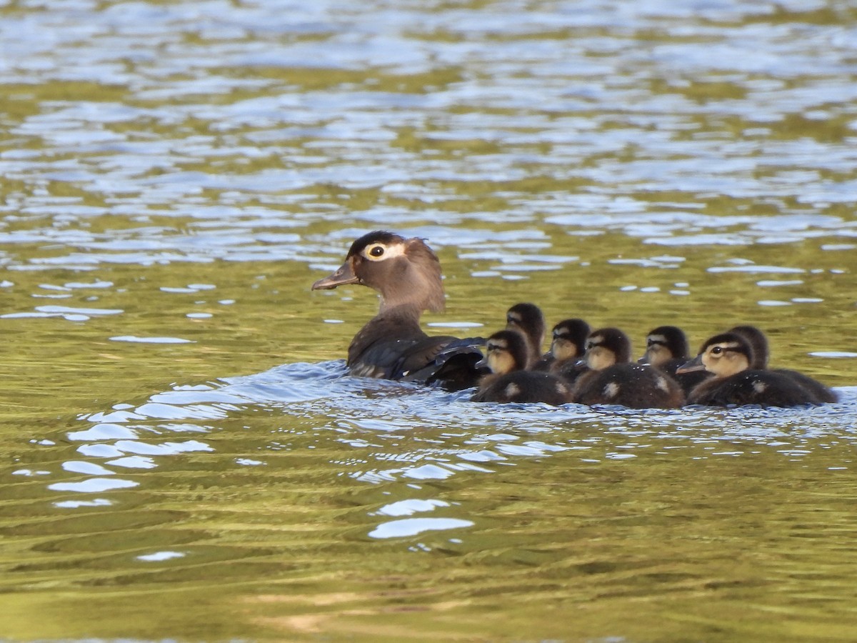 Wood Duck - ML619822042