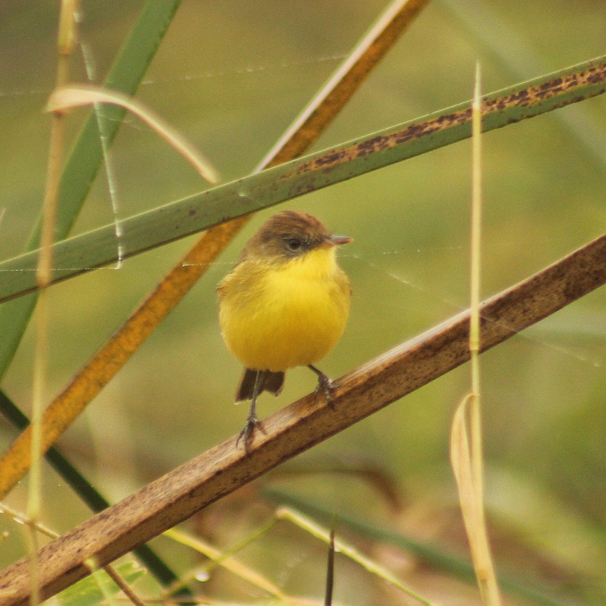 Warbling Doradito - Guillermo Andreo