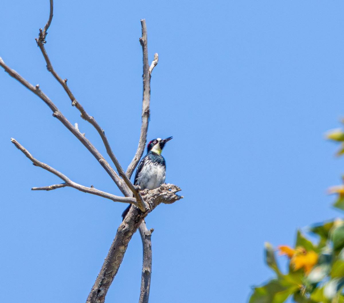 Acorn Woodpecker - ML619822059