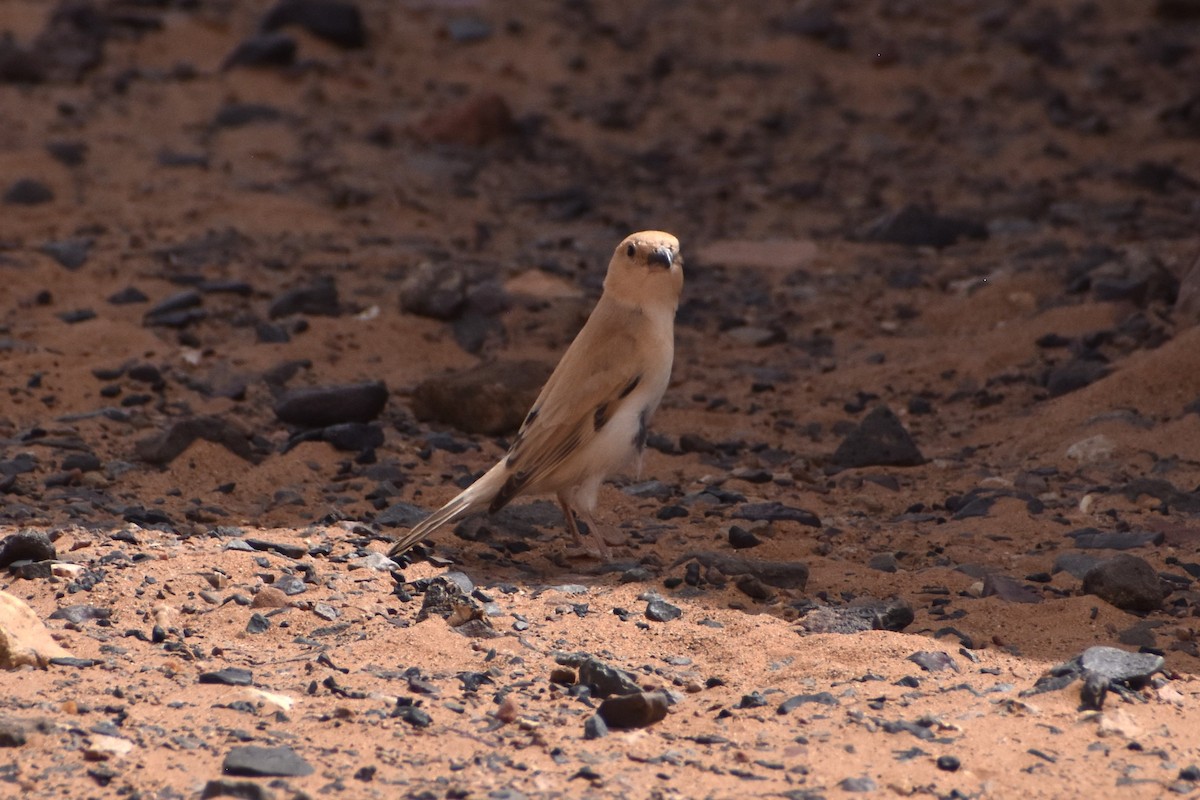 Desert Sparrow - ML619822065