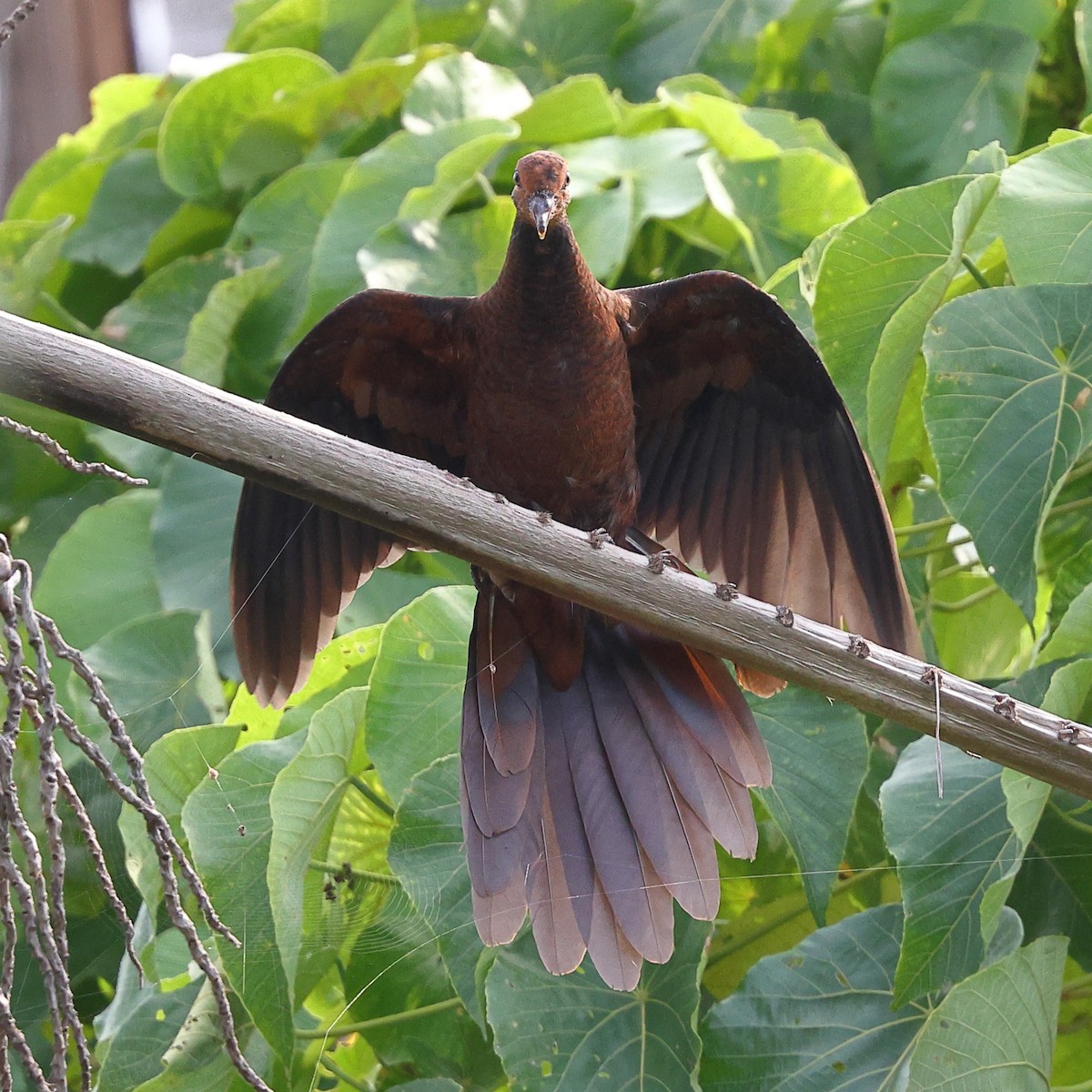 Philippine Cuckoo-Dove - ML619822067