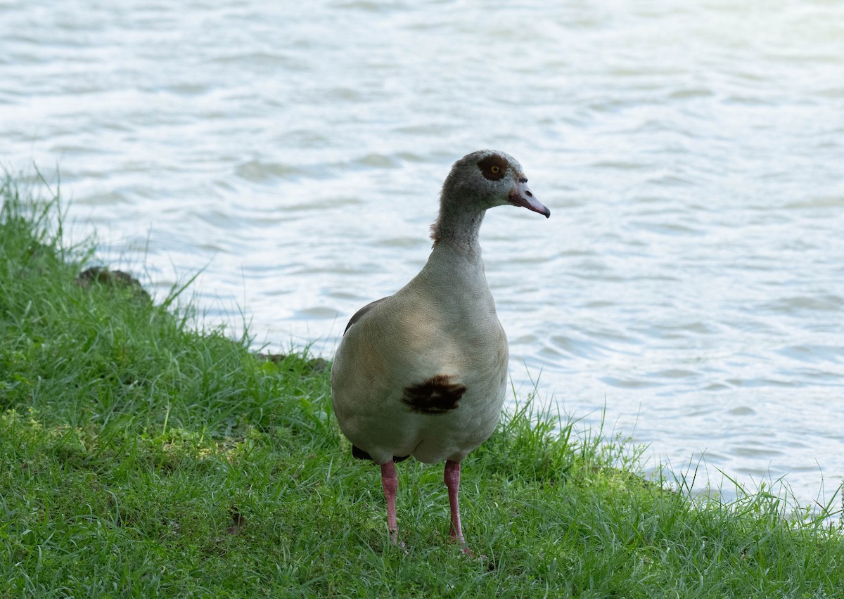 Egyptian Goose - ML619822073