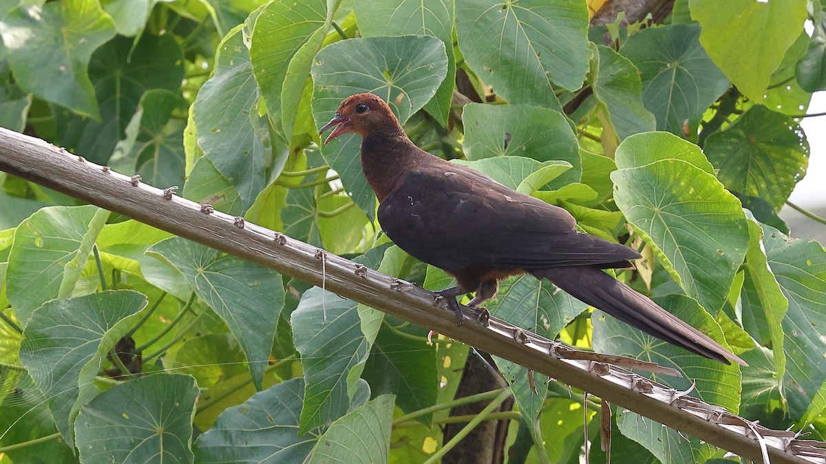 Philippine Cuckoo-Dove - ML619822076