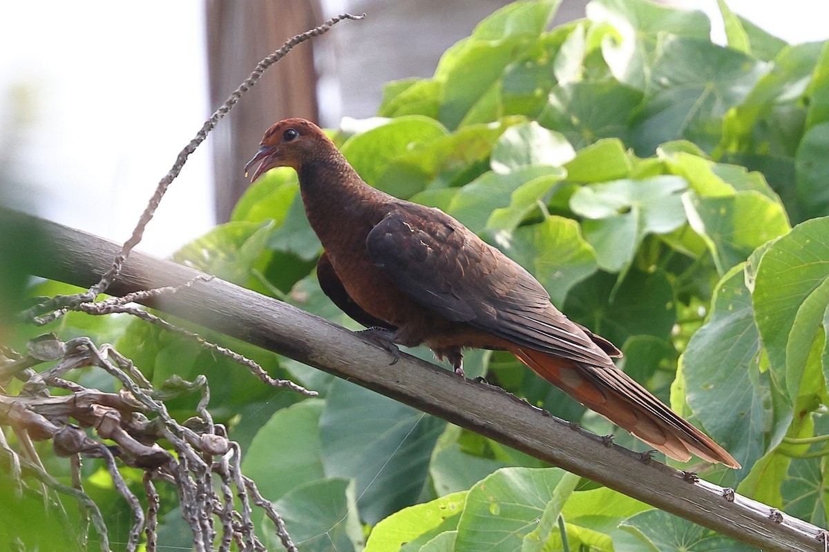 Philippine Cuckoo-Dove - ML619822078
