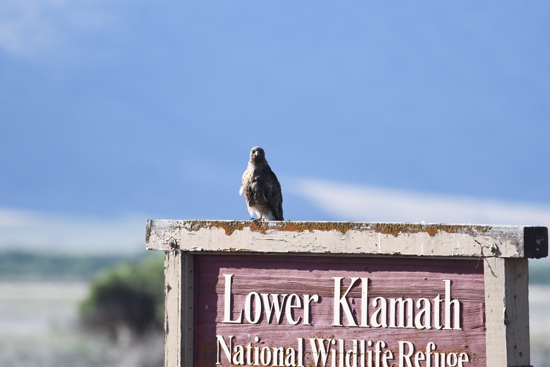 Swainson's Hawk - ML619822081