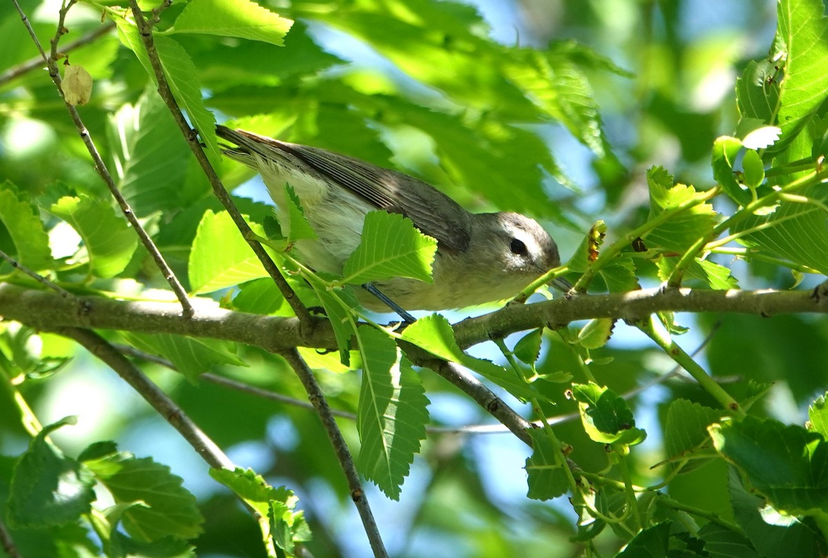 Warbling Vireo - ML619822082