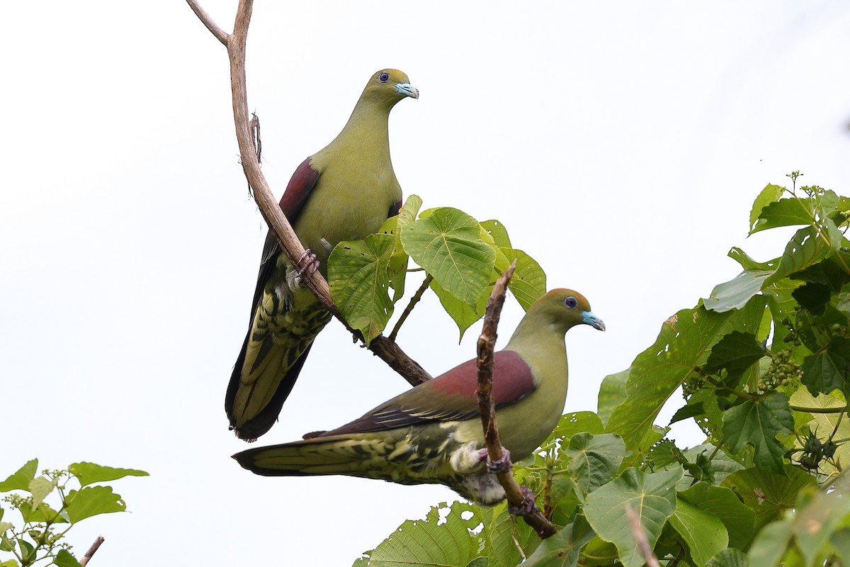Тайваньский зелёный голубь (formosae/filipinus) - ML619822083