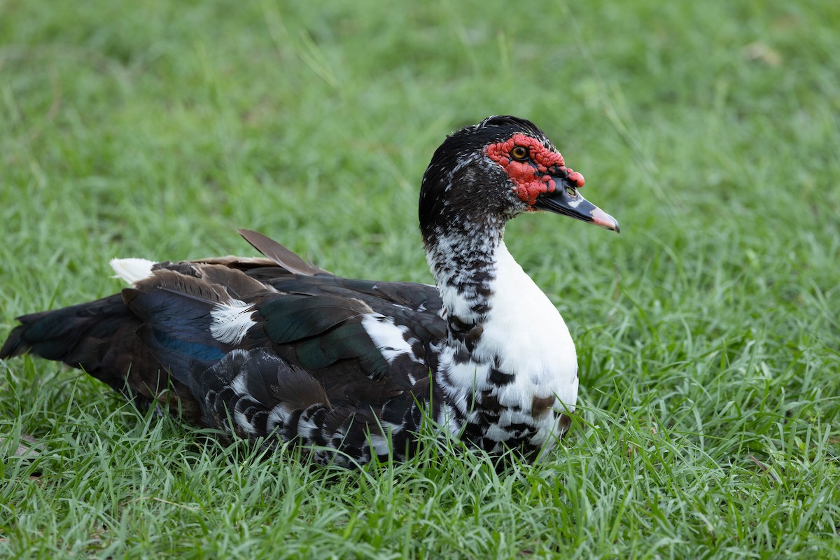 Muscovy Duck (Domestic type) - ML619822089