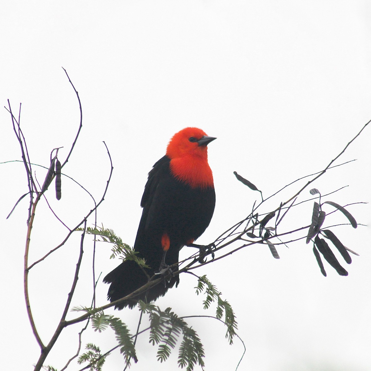 Scarlet-headed Blackbird - ML619822090