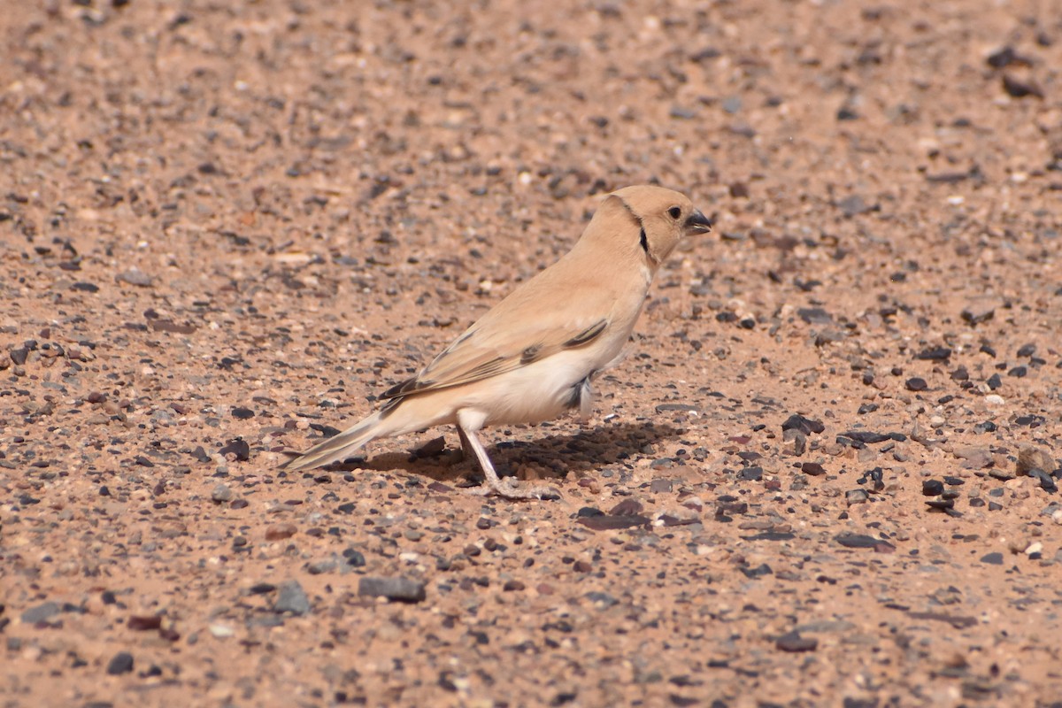 Desert Sparrow - ML619822096