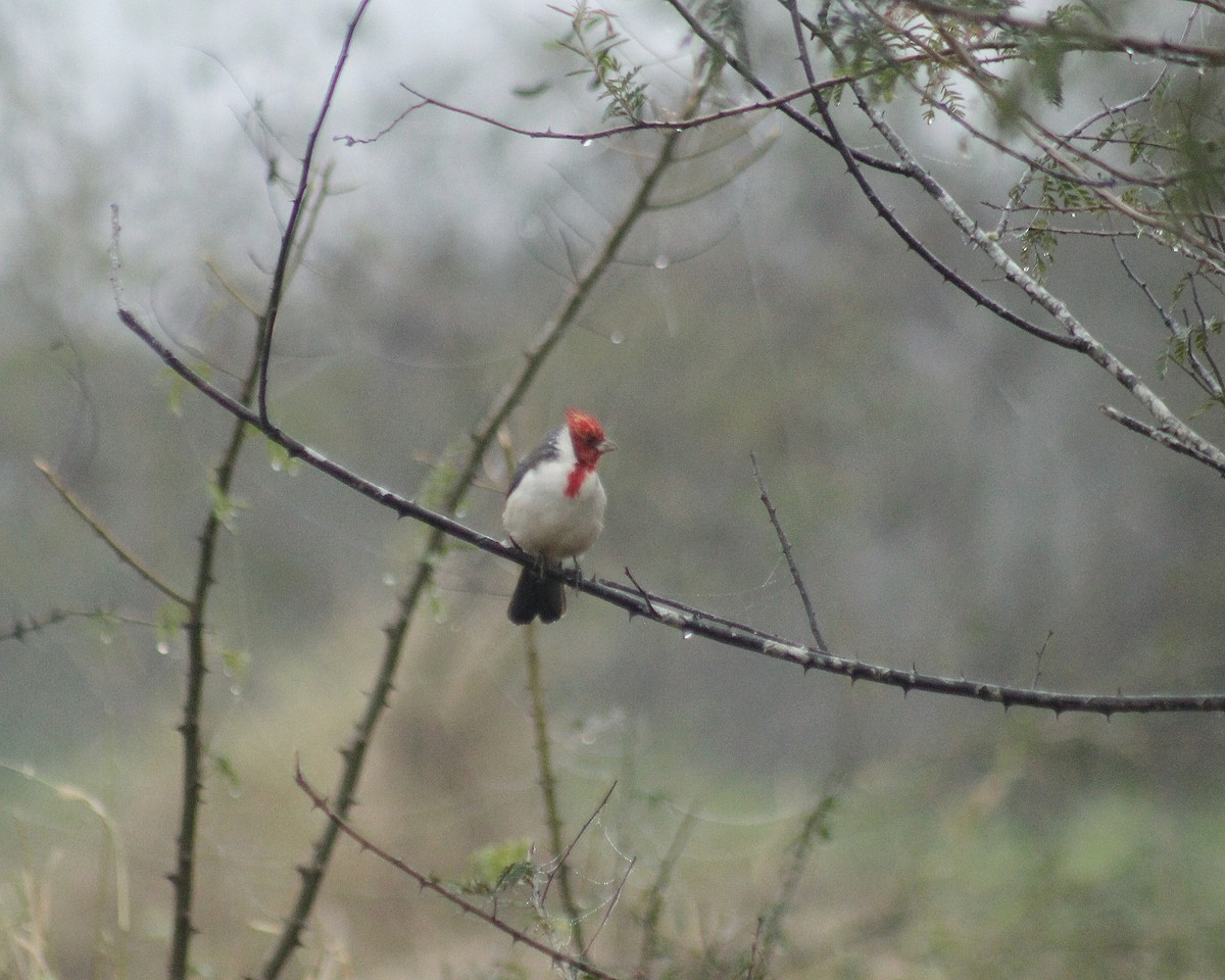 Red-crested Cardinal - ML619822100