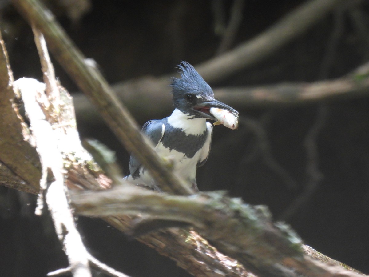 Belted Kingfisher - ML619822107
