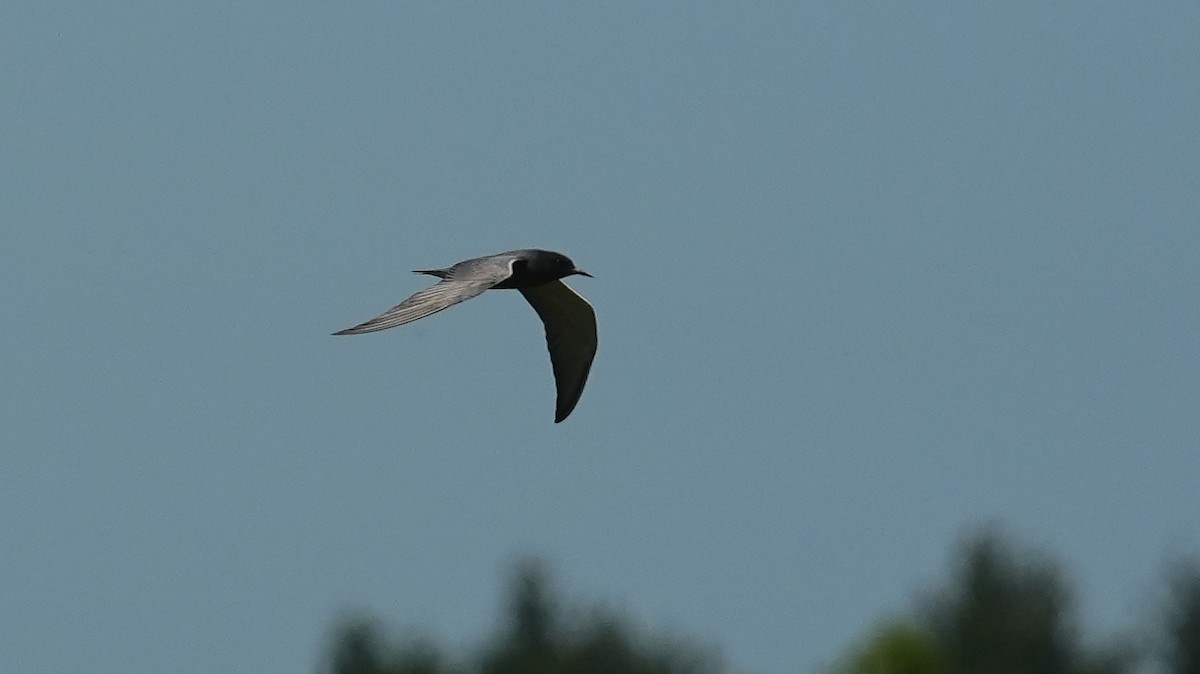 Black Tern - ML619822108