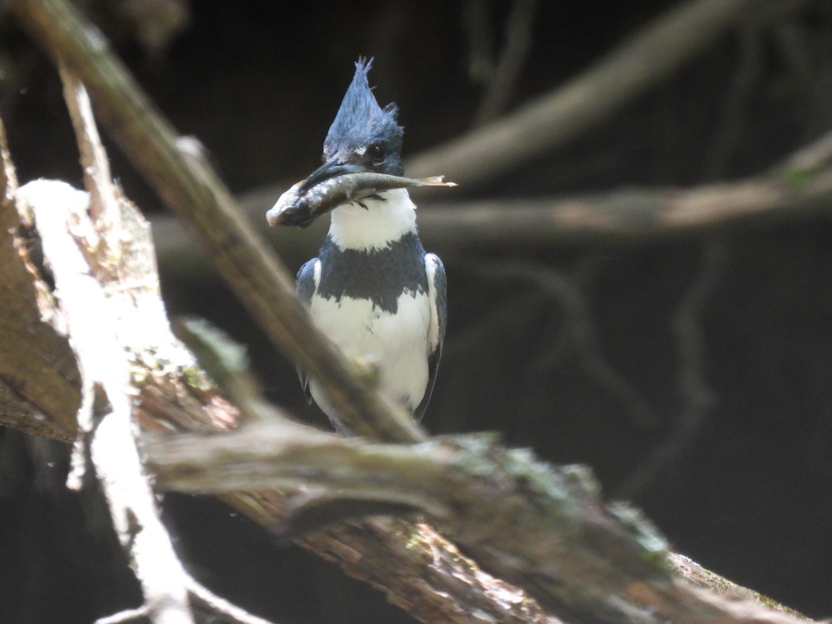 Belted Kingfisher - ML619822109