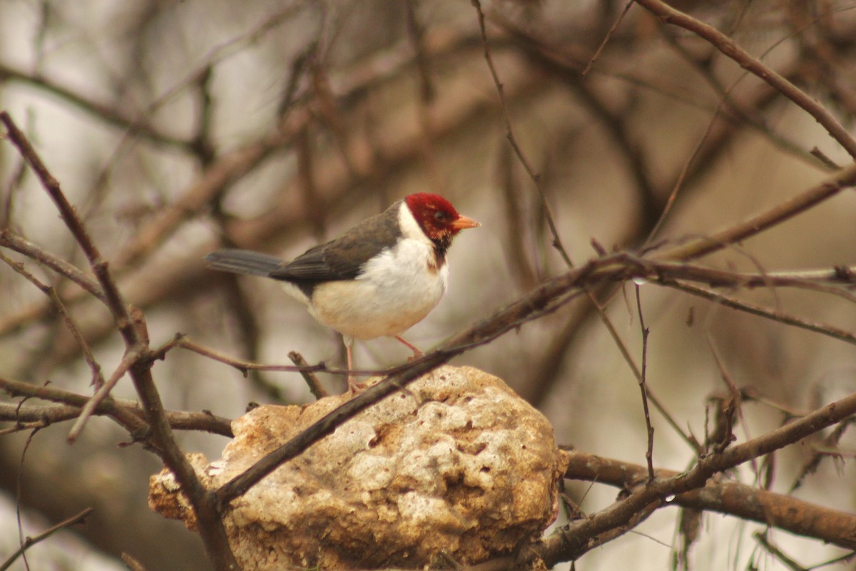 Yellow-billed Cardinal - ML619822111