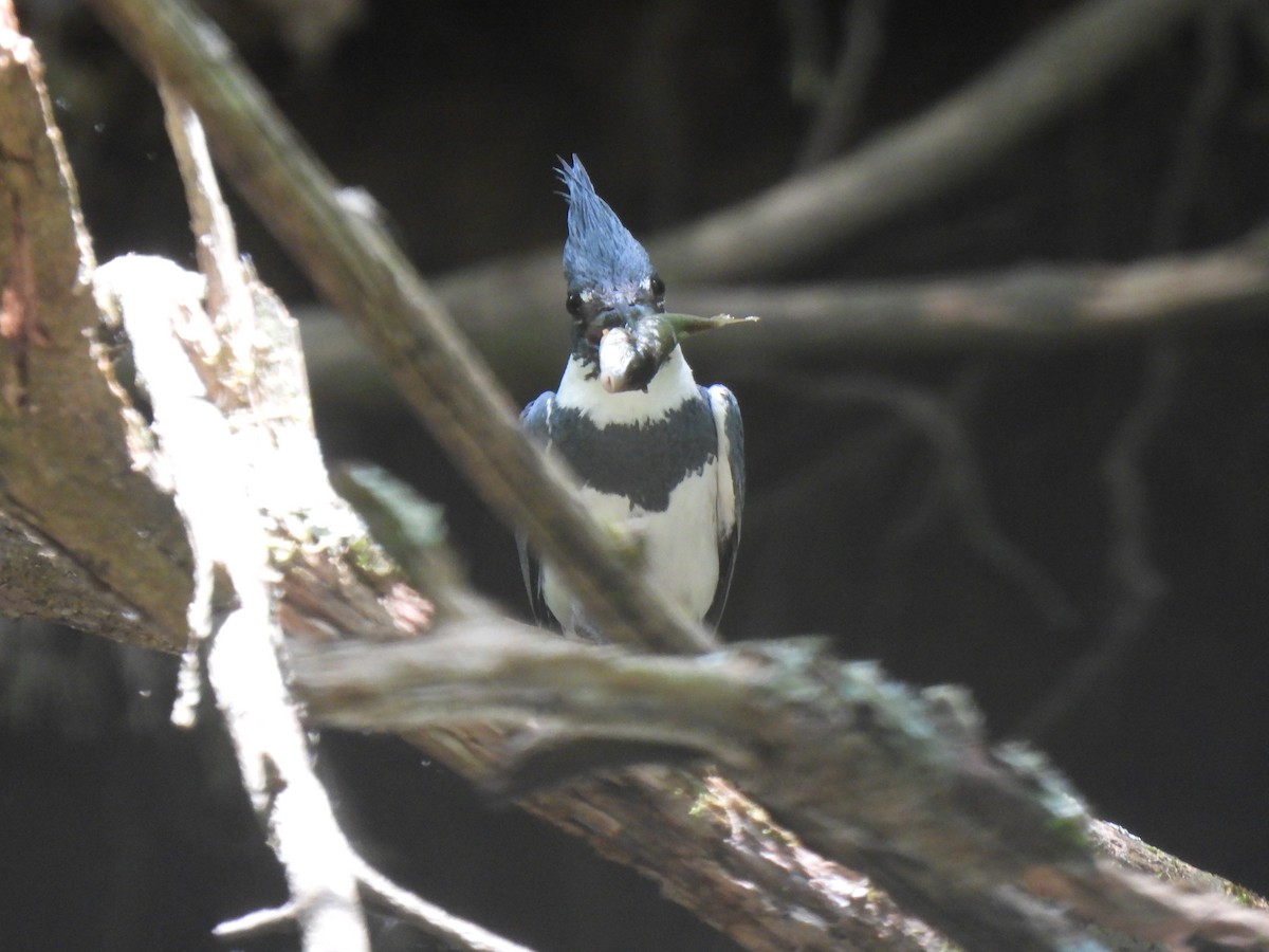 Belted Kingfisher - ML619822112