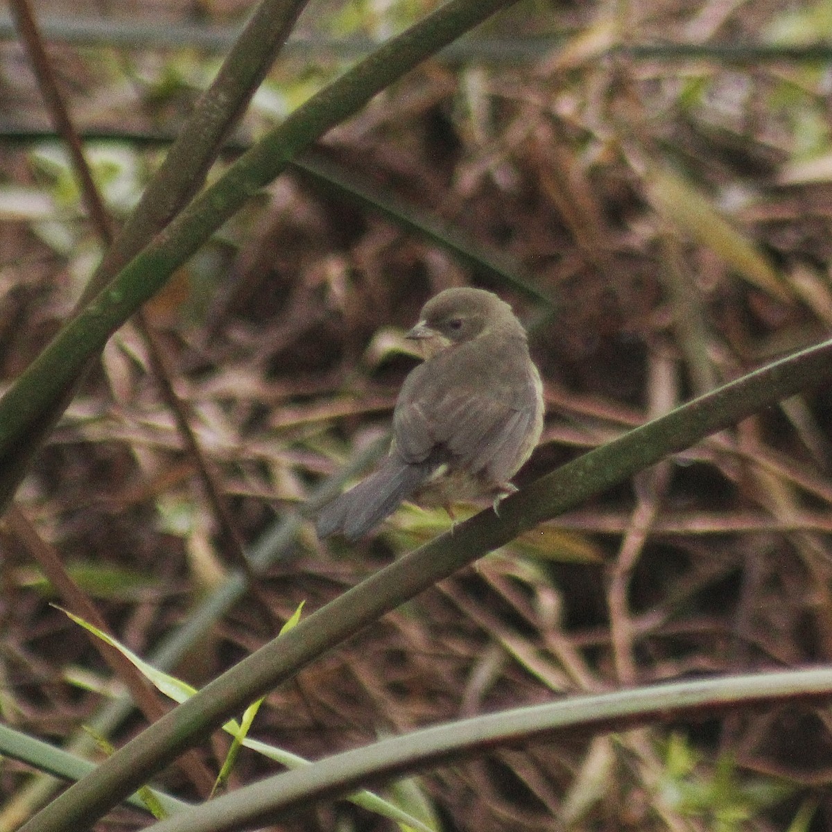 Black-and-rufous Warbling Finch - ML619822119