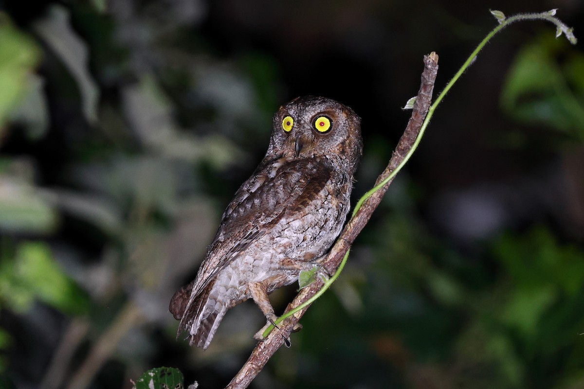 Ryukyu Scops-Owl - ML619822121