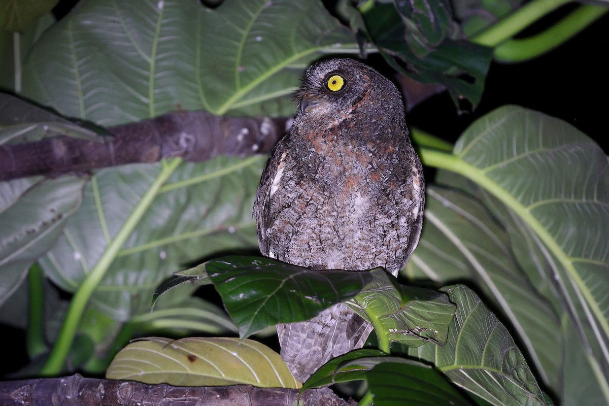 Ryukyu Scops-Owl - ML619822132