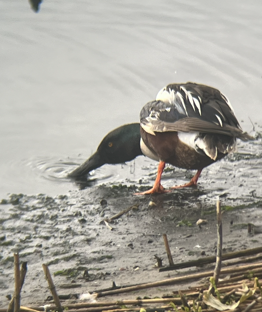 Northern Shoveler - ML619822146