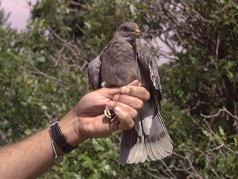 Band-tailed Pigeon - ML619822147
