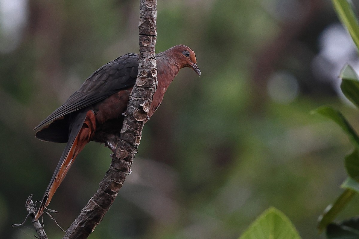 Philippine Cuckoo-Dove - ML619822153