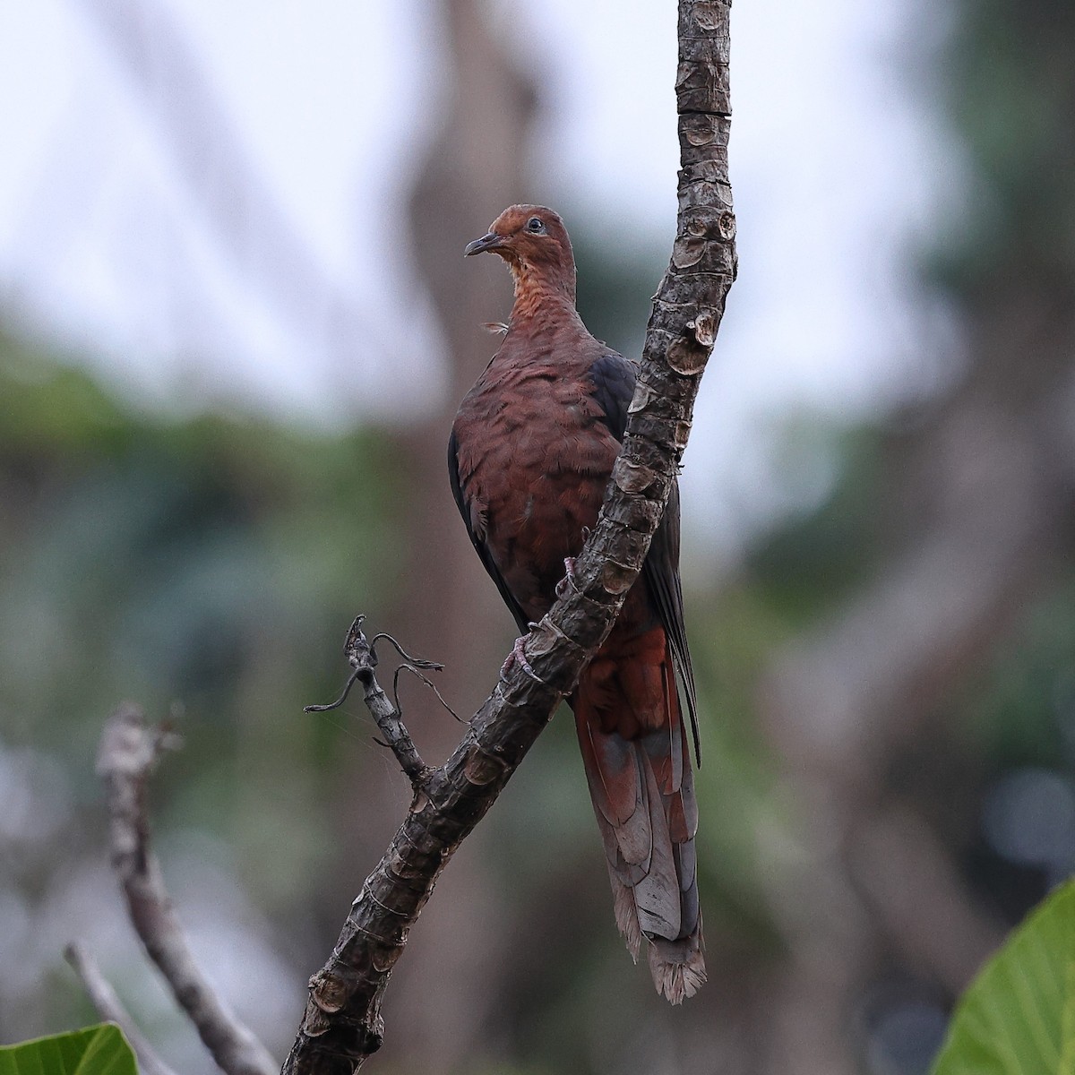 Philippine Cuckoo-Dove - ML619822154