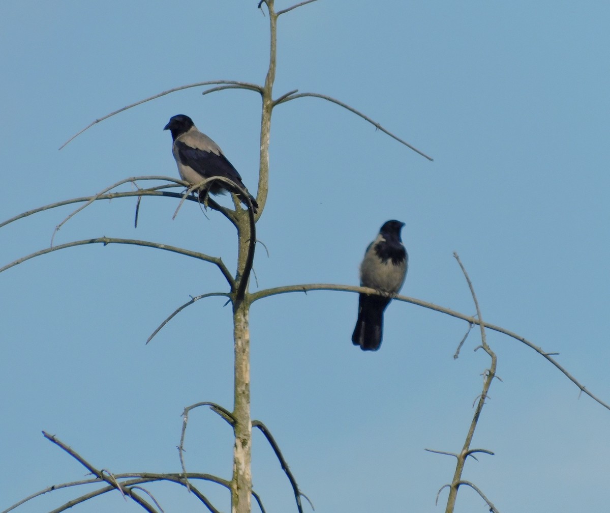 Саарал хэрээ - ML619822157