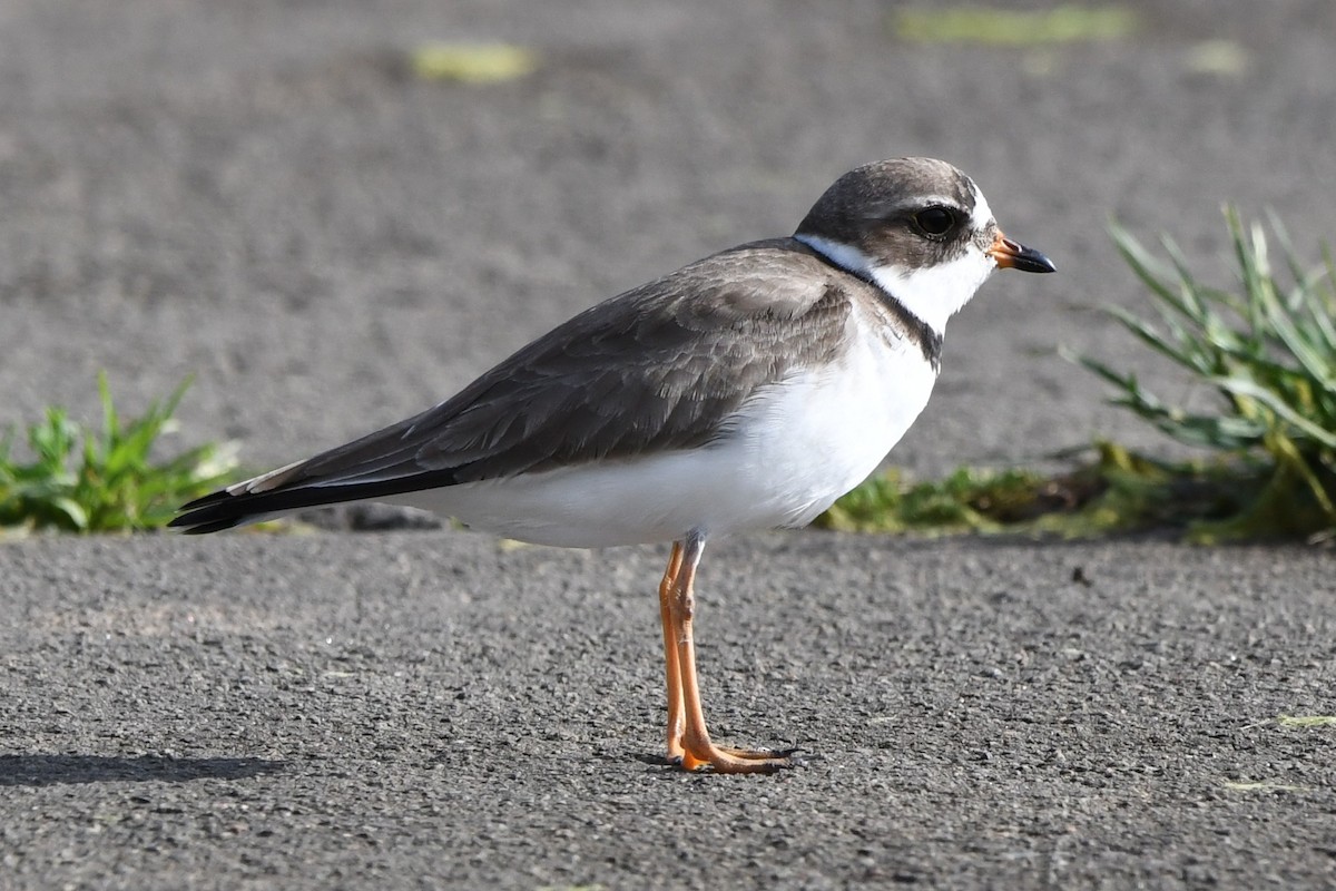 Semipalmated Plover - ML619822159