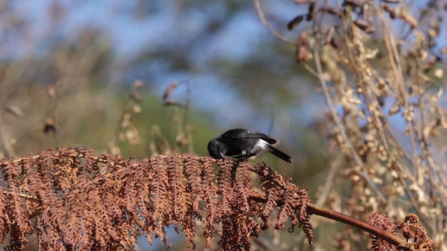 Pied Bushchat - ML619822168