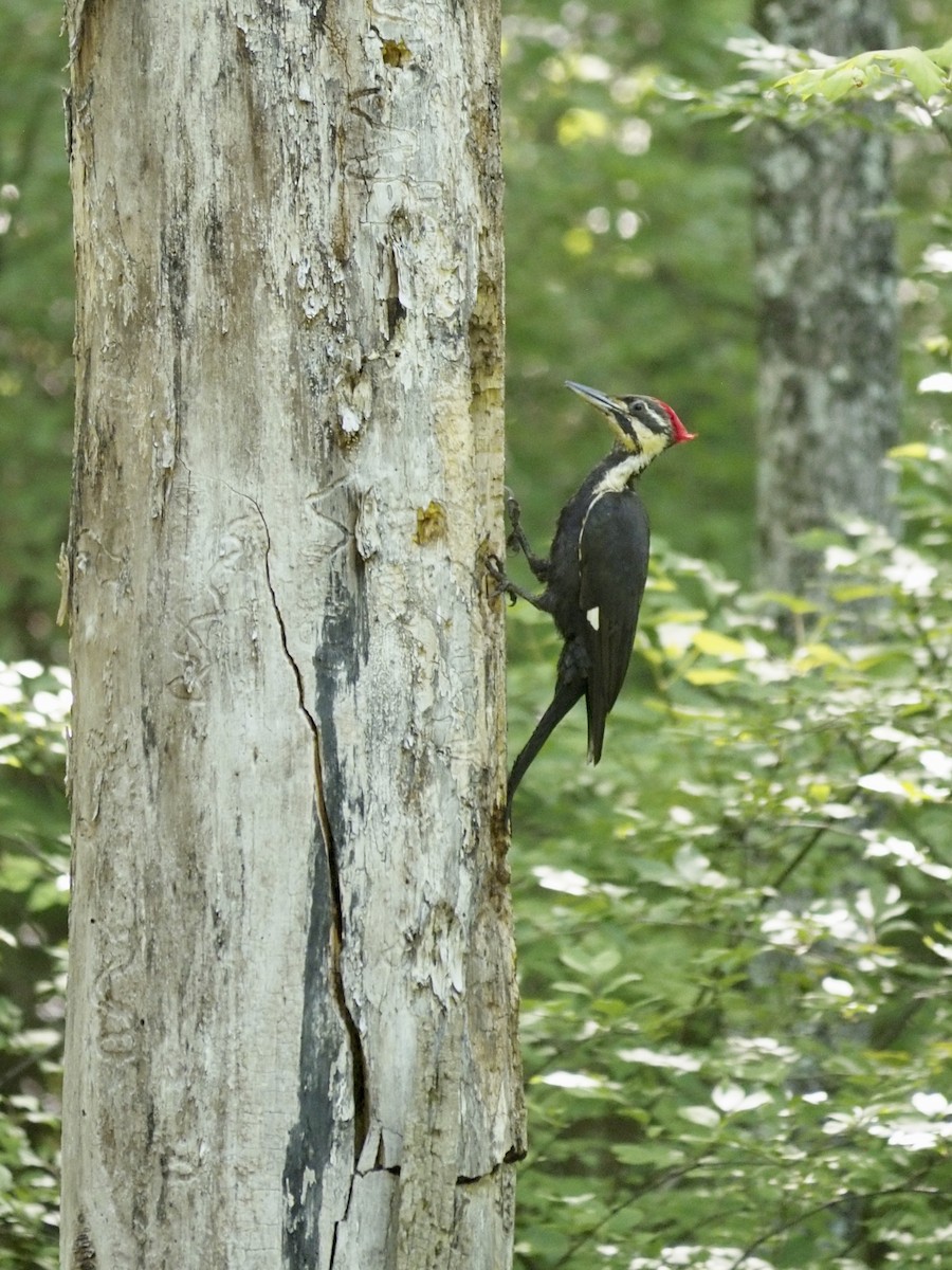Pileated Woodpecker - ML619822171