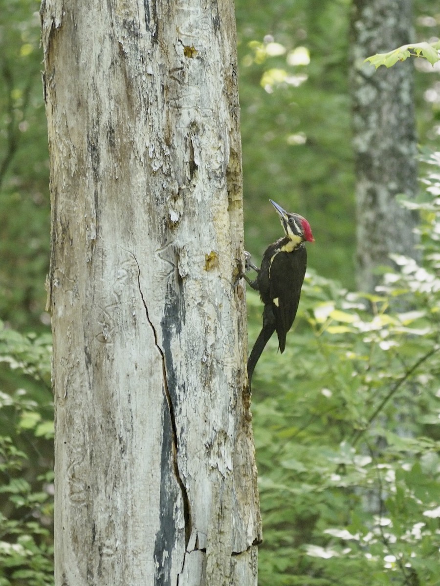 Pileated Woodpecker - ML619822172