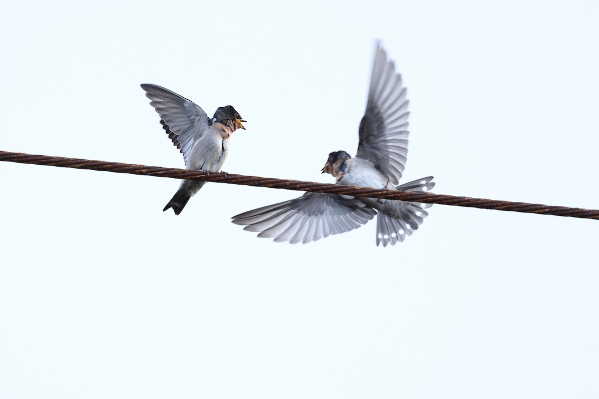 Pacific Swallow - ML619822175