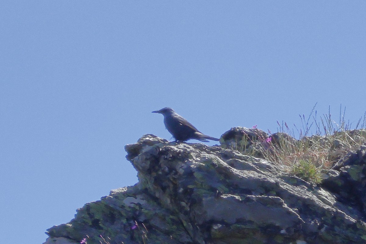 Blue Rock-Thrush - ML619822177