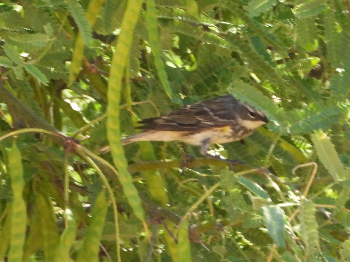 lesňáček žlutoskvrnný (ssp. coronata) - ML619822179