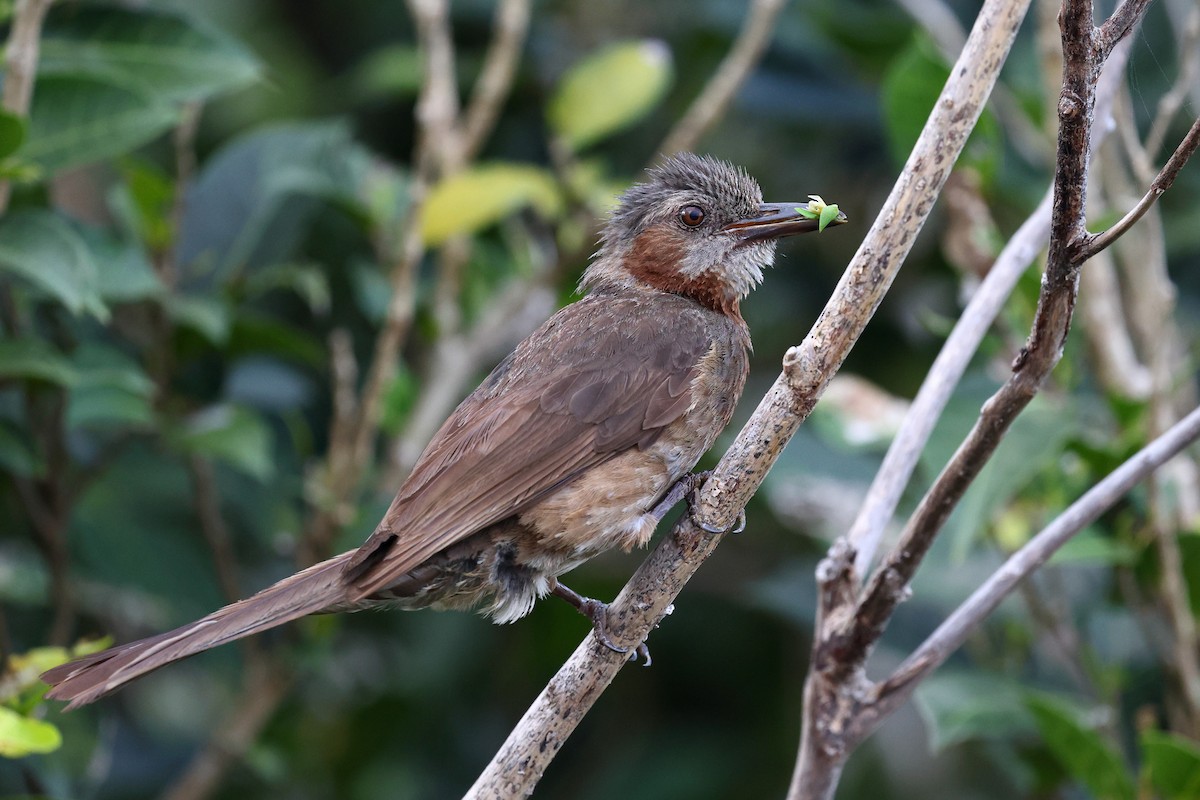 Bulbul à oreillons bruns - ML619822183