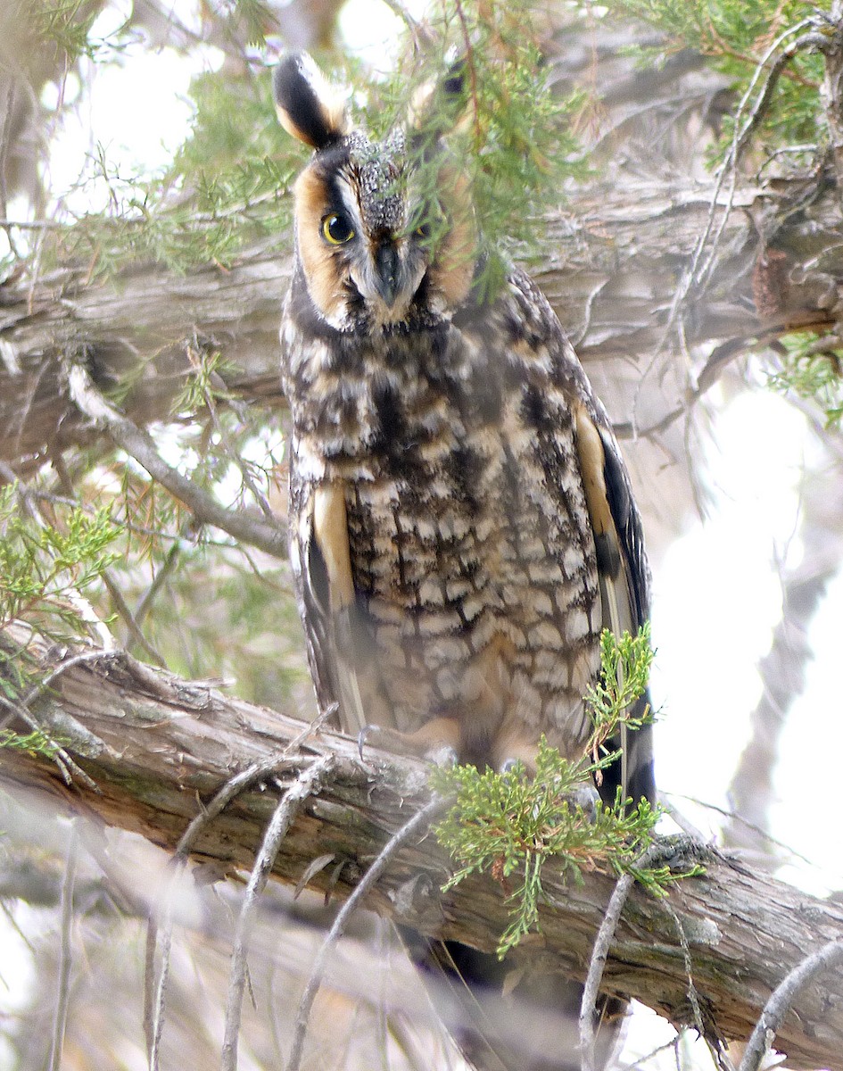 Long-eared Owl - ML619822184