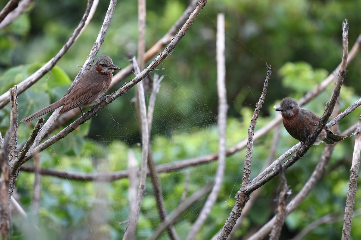 Bulbul à oreillons bruns - ML619822185