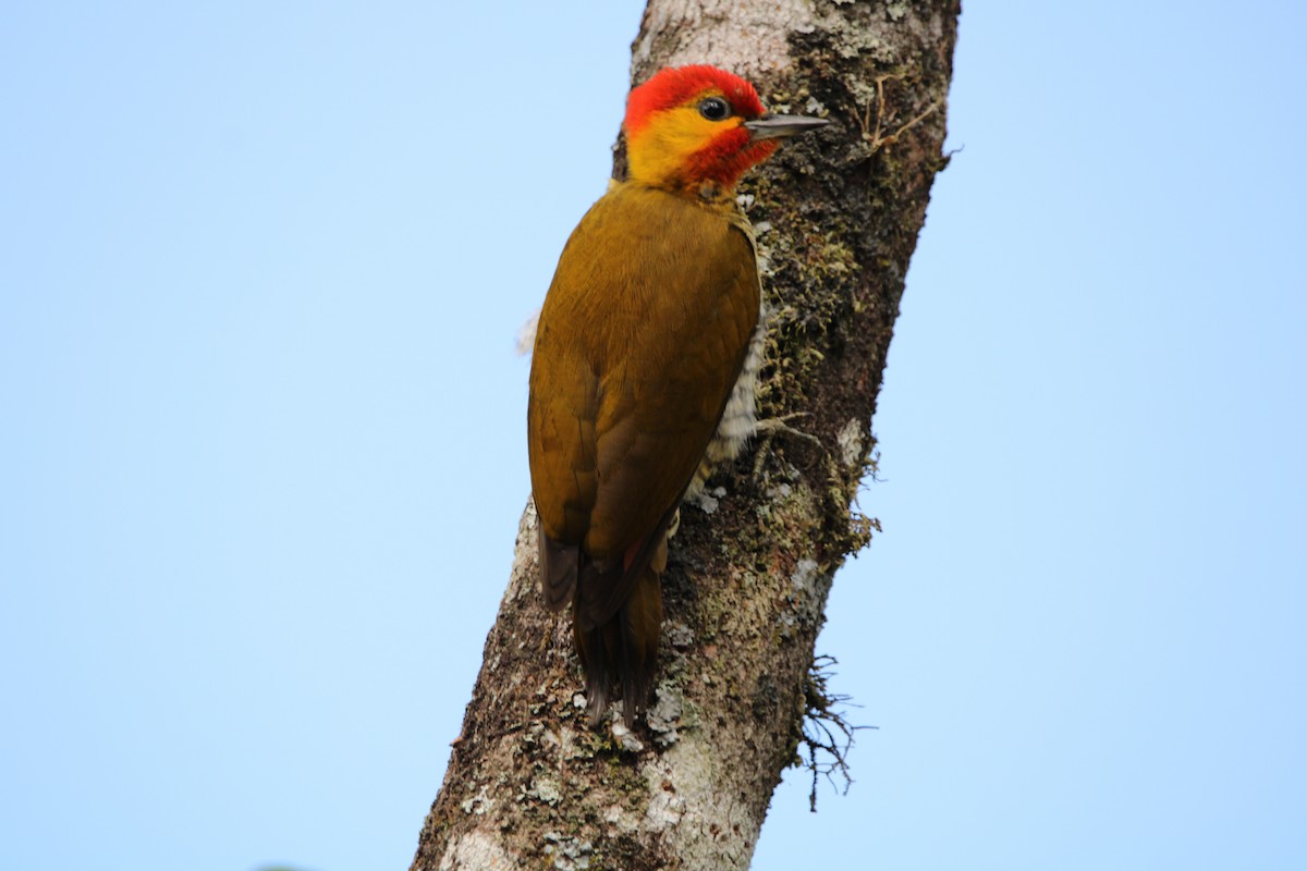 Yellow-throated Woodpecker - ML619822192