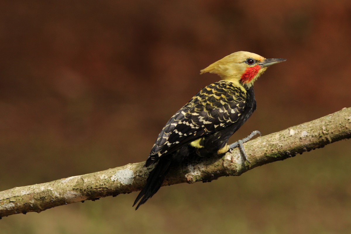 Blond-crested Woodpecker - ML619822195