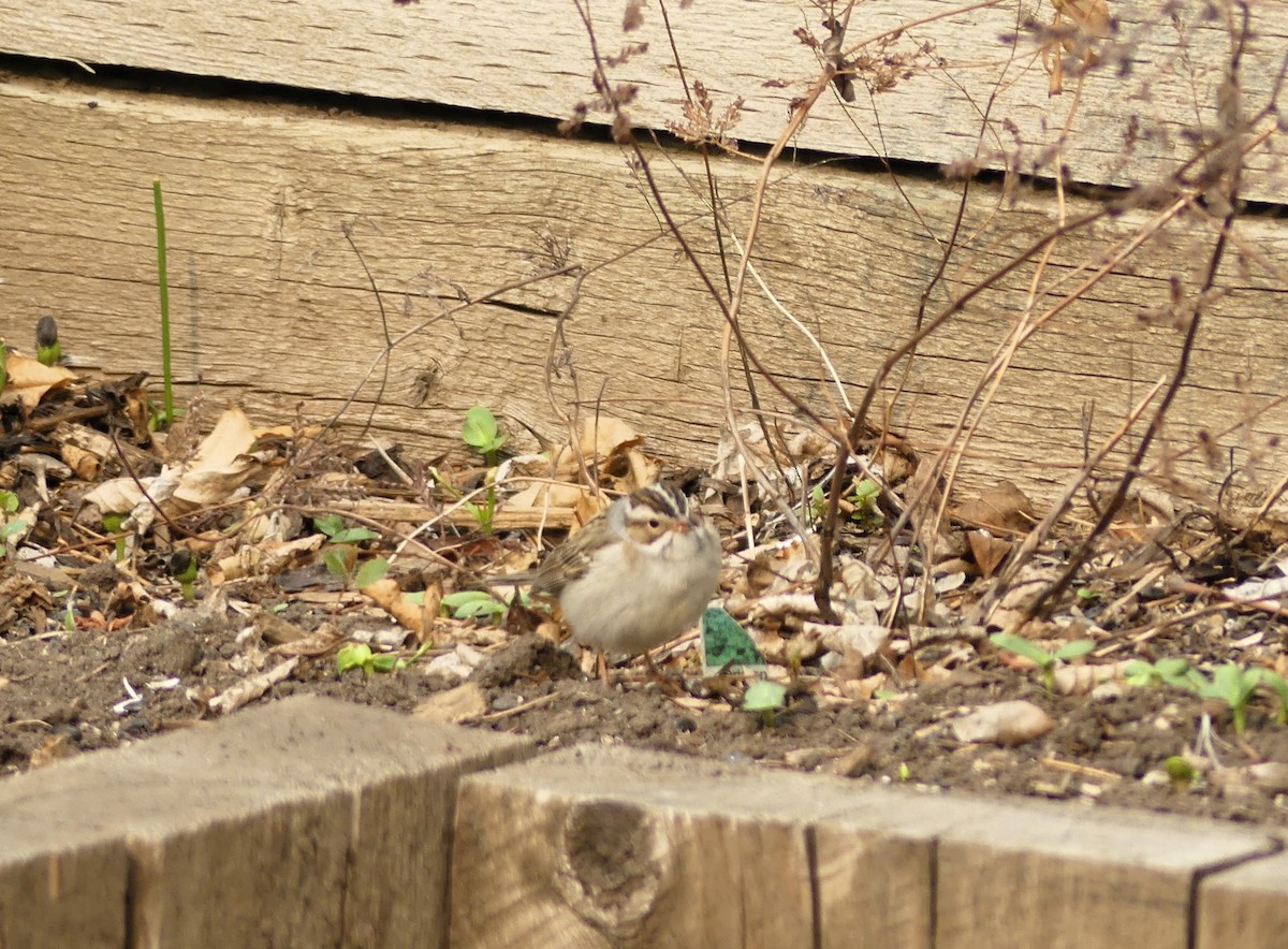 Clay-colored Sparrow - ML619822197