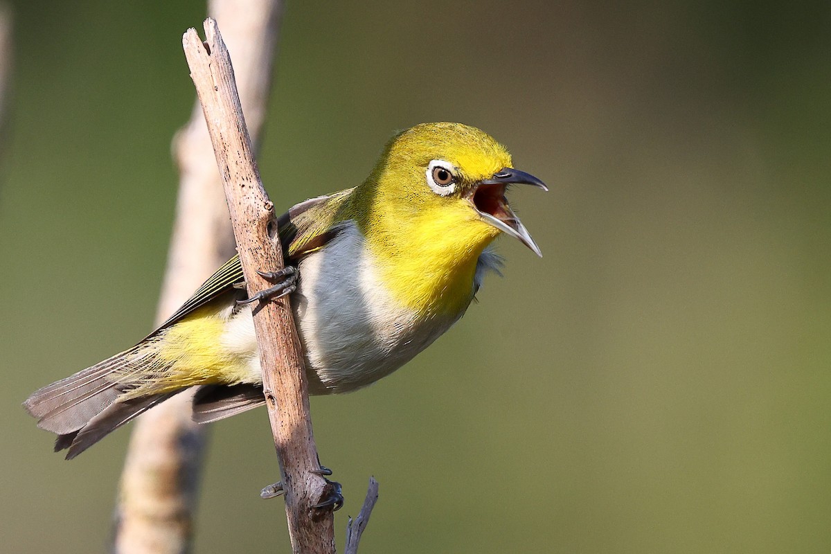 Lowland White-eye - ML619822198