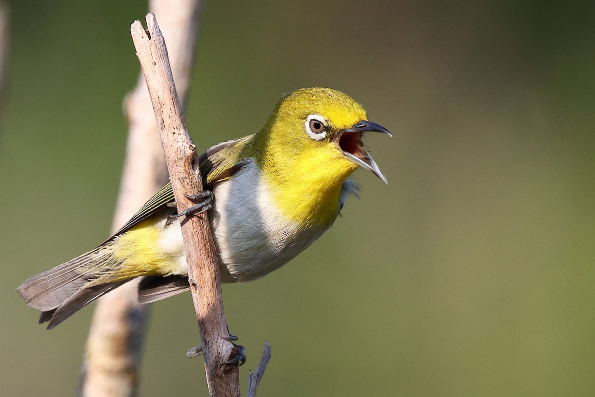 Lowland White-eye - ML619822198