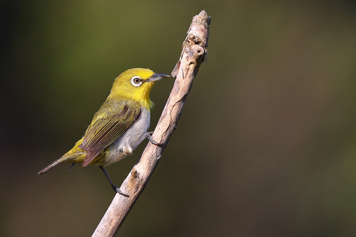 Luzonbrillenvogel - ML619822201