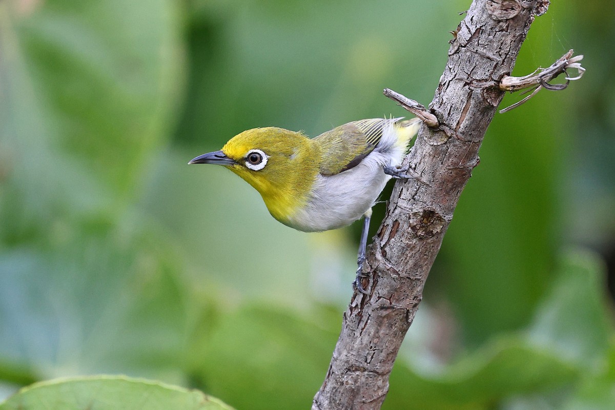 Lowland White-eye - ML619822206