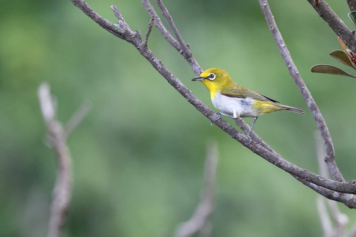 Lowland White-eye - ML619822207