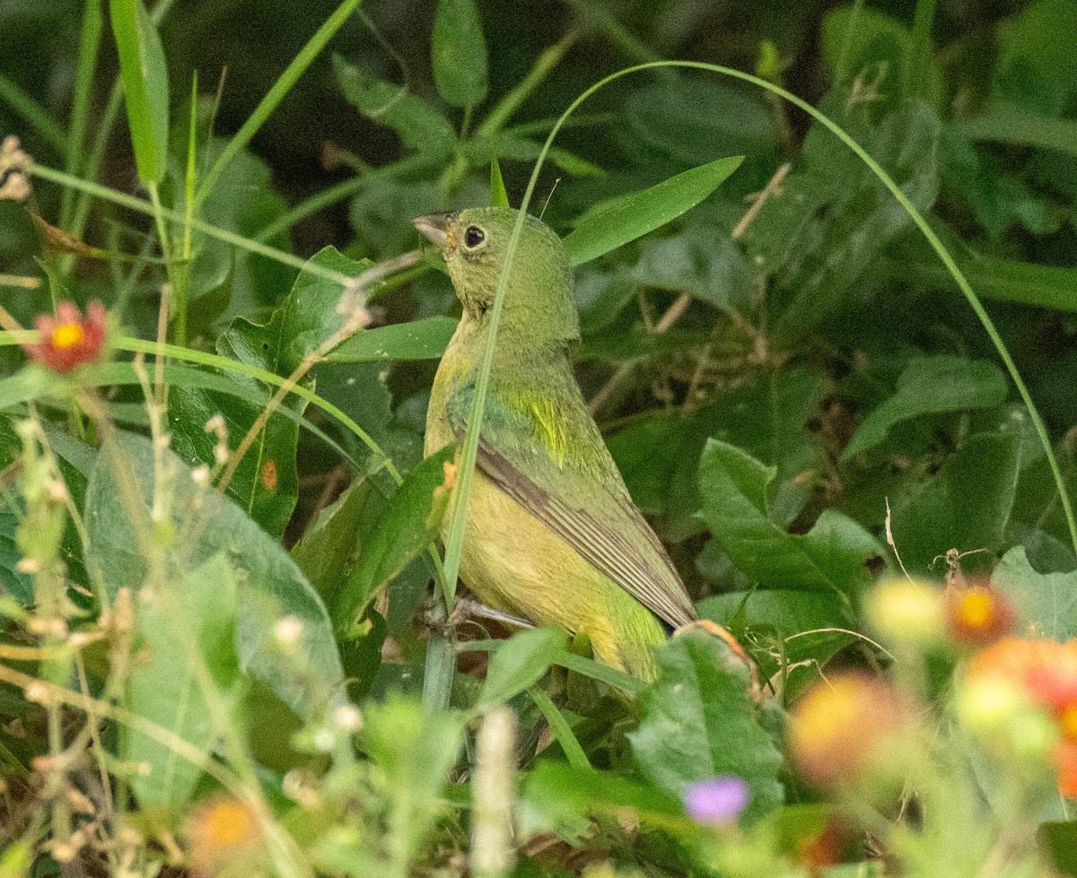 Painted Bunting - ML619822210